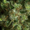 Super Lemon Haze Seeds