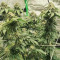 Semillas feminizadas Watermelon Z (Barney’s Farm)