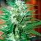 White Diesel Haze Automatic Seeds