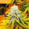 Wonder Woman regular (Nirvana Seeds)