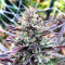 Semi femminizzati Z (Blackskull Seeds)