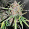 Tropicana Cookies Auto Seeds