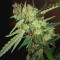 Critical + 2.0 Autoflowering feminized seeds