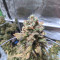 Original Auto Chemdawg Seeds