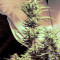 Big Bomb regular (Bomb Seeds)