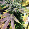 Brain Cake feminized seeds