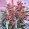 Bruce Banner #3 Seeds (Big Head Seeds)