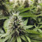 Graines de cannabis CBD Blue Shark (Barney's Farm)