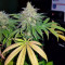 Chemdawg Seeds (Humboldt Seeds Organization)