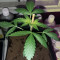 Head Stash Auto feminized seeds