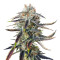 Jenny Kush regular (Rare Dankness Seeds)