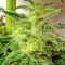 Graines de cannabis Kali China Breeders Pack (Ace Seeds)