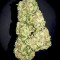 Kush Express Auto (Positronics Seeds)