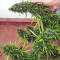 Lebanese Regular strain