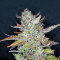 Mexican Sativa Seeds