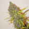 Moonshine’s Ghost Train Haze Seeds