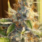 Orange Sorbet (Karma Genetics)