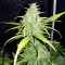 Original Auto Skunk feminized seeds