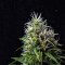 Somaui (Soma Seeds)