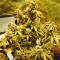 Sour Tangie (Reserva Privada)