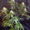Sour Tangie (Reserva Privada)