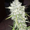 Super Auto Lemon Haze (Original Sensible Seeds)