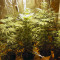 White Kush Feminized Seeds