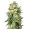 White Widow (White Label)