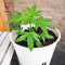 Automatic (Big Buddha Seeds)