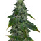 Blue Sherbet S1 strain