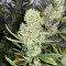 Kalimist (Herbies Seeds)