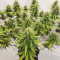 Lemon Haze Fast Version (Herbies Seeds)