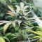 Sementes Feminizadas de Purple Punch F1 (Seedkeepers)