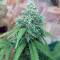Graines de cannabis Quick Critical + (Dinafem Seeds)