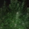 Eleven Roses Seeds (Delicious Seeds) - Cannabis Strain Seeds for Sale