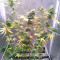 Acquista i semi femminizzati Kuchi della Devils Harvest Seeds