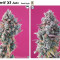 Big Devil XL Auto feminized seeds for sale: information and reviews