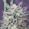 Bruce Banner Seeds (Fast Buds) - Cannabis Strain Seeds for Sale