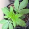 Northern Lights #10 (Herbies Seeds)