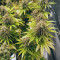 Super Silver Haze Seeds (Green House Seeds)
