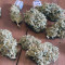 Compre sementes feminizadas Z Auto da Fast Buds