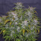 Wedding Cake Auto feminized seeds for sale by Original Sensible Seeds