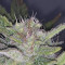 Venta online de Gorilla Z Auto de Barney's Farm