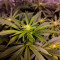 Vente de graines de cannabis Glookies (Barney's Farm)