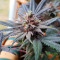 Wedding Cake feminized seeds for sale