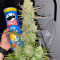 Venta online de Gorilla Z Auto de Fast Buds