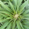 Achetez des graines féminisées Mimosa Shot par Herbies Seedbank