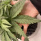 Runtz Punch Seeds (Herbies Seeds)