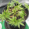 Skywalker Haze feminized seeds (Dutch Passion)