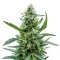 Graines de cannabis Auto Northern Lights XXL (00 Seeds)